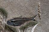 Spectacular Palm Infructescence & Fish Fossil Mural - Wyoming #380244-7